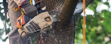  Granbury, TX Tree Removal Services Pros