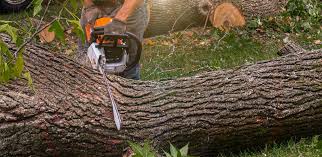 Best Tree Trimming and Pruning  in Granbury, TX