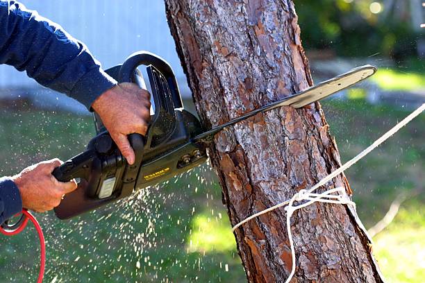 Best Tree Health Inspection  in Granbury, TX