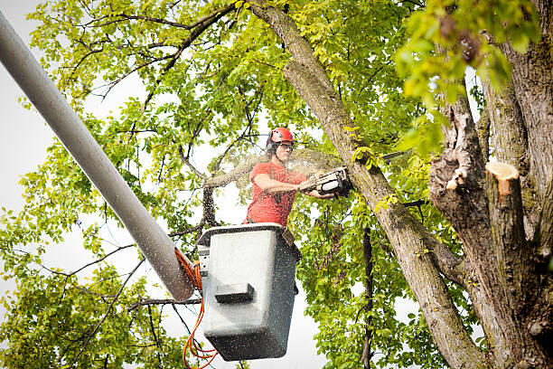 How Our Tree Care Process Works  in  Granbury, TX