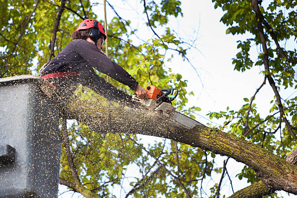 Mulching Services in Granbury, TX