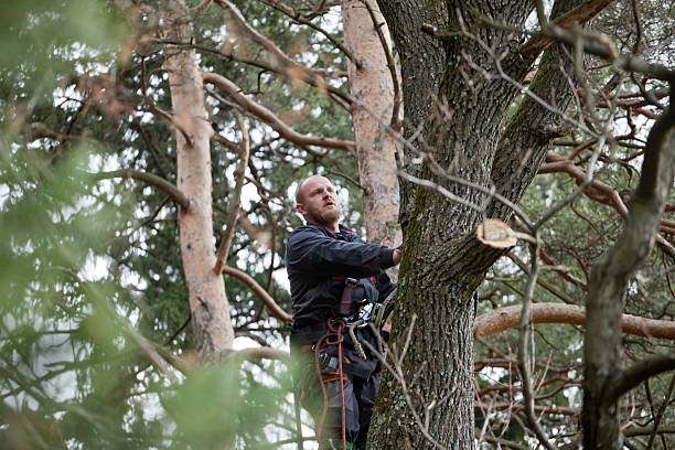 Best Tree Removal  in Granbury, TX